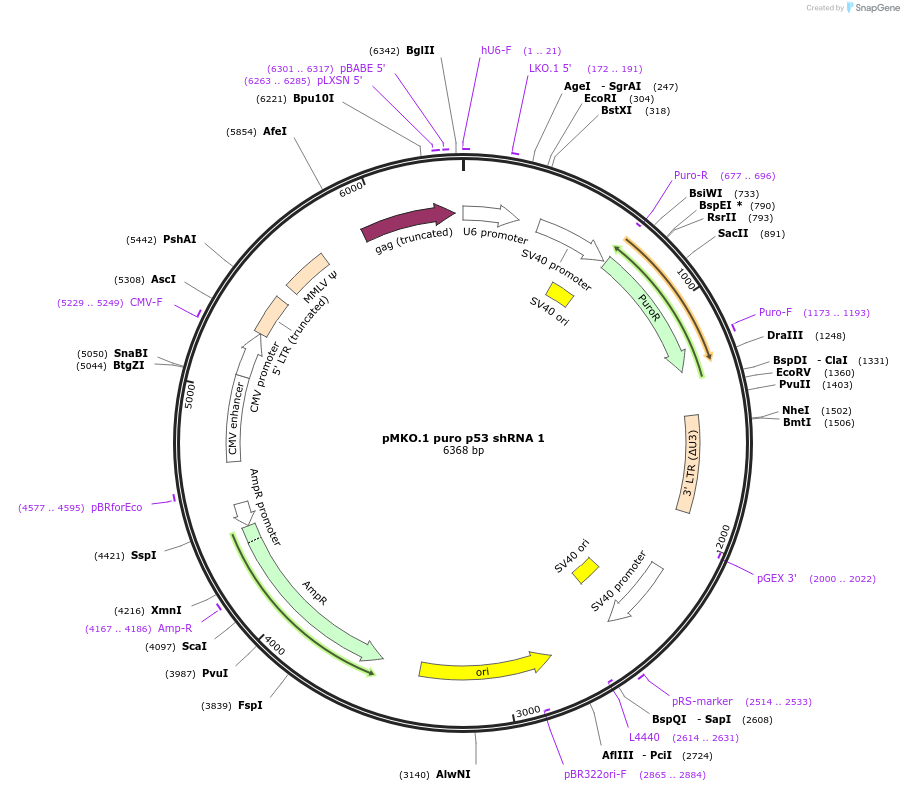 10671-plasmid-map-sequence-id-142555