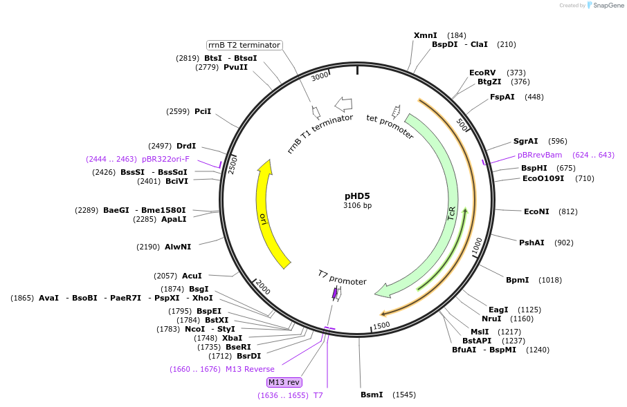 30978-plasmid-map-sequence-id-14256