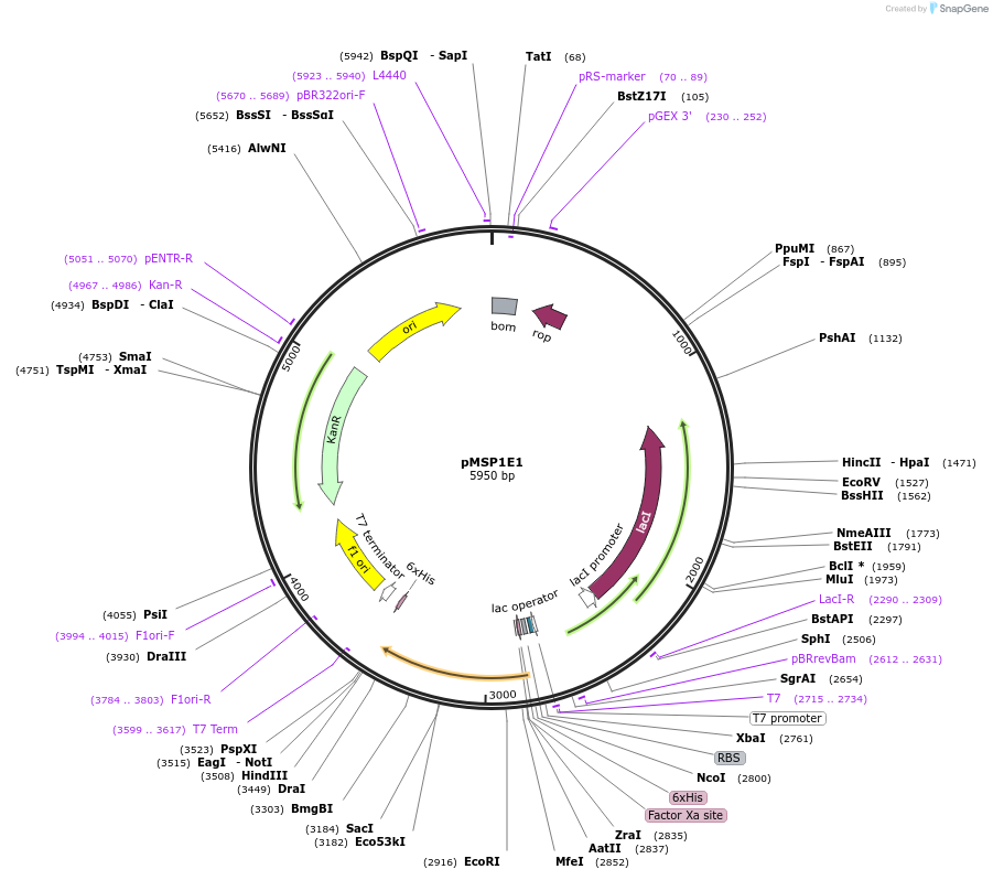 20062-plasmid-map-sequence-id-142561