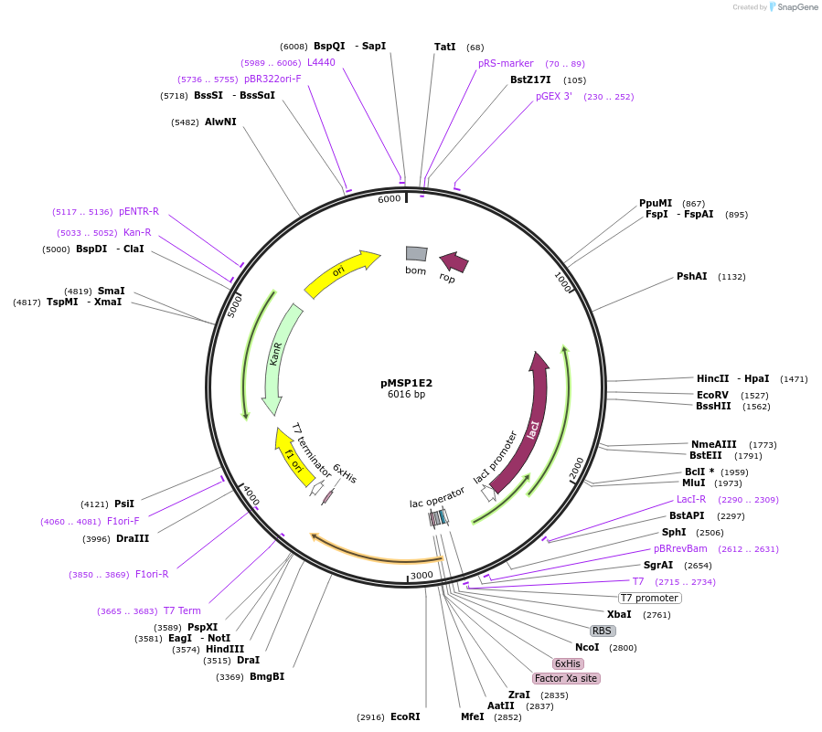 20063-plasmid-map-sequence-id-142568