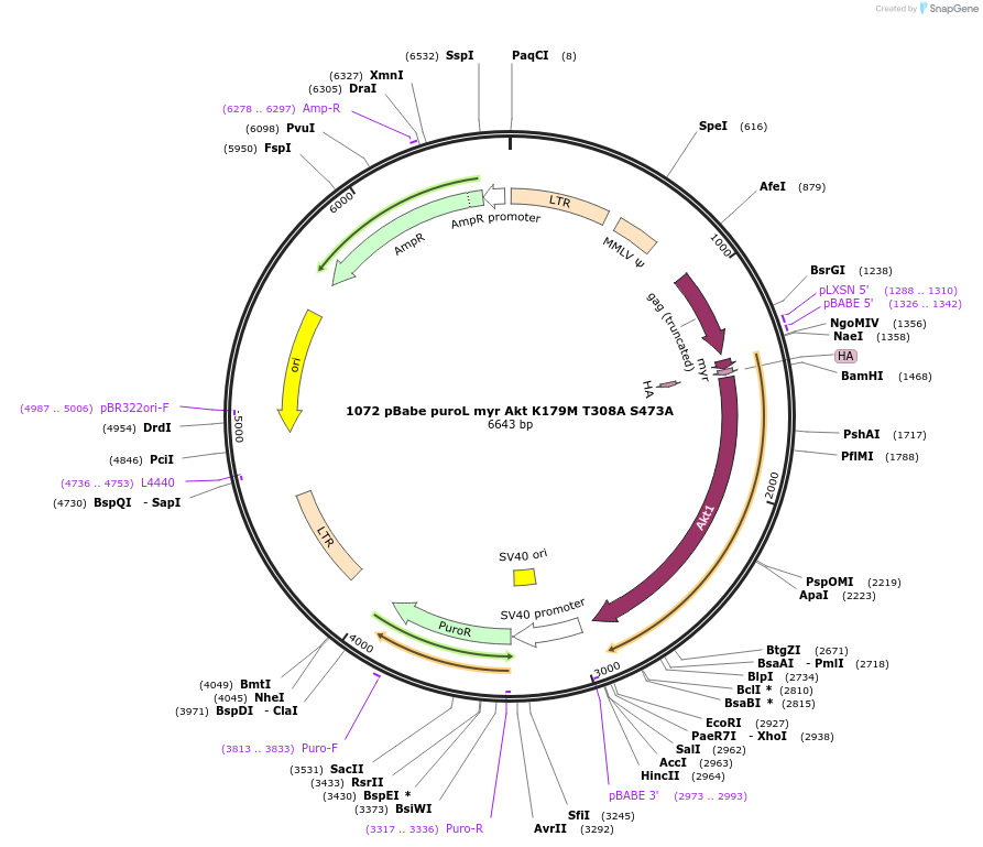 9015-plasmid-map-sequence-id-142576