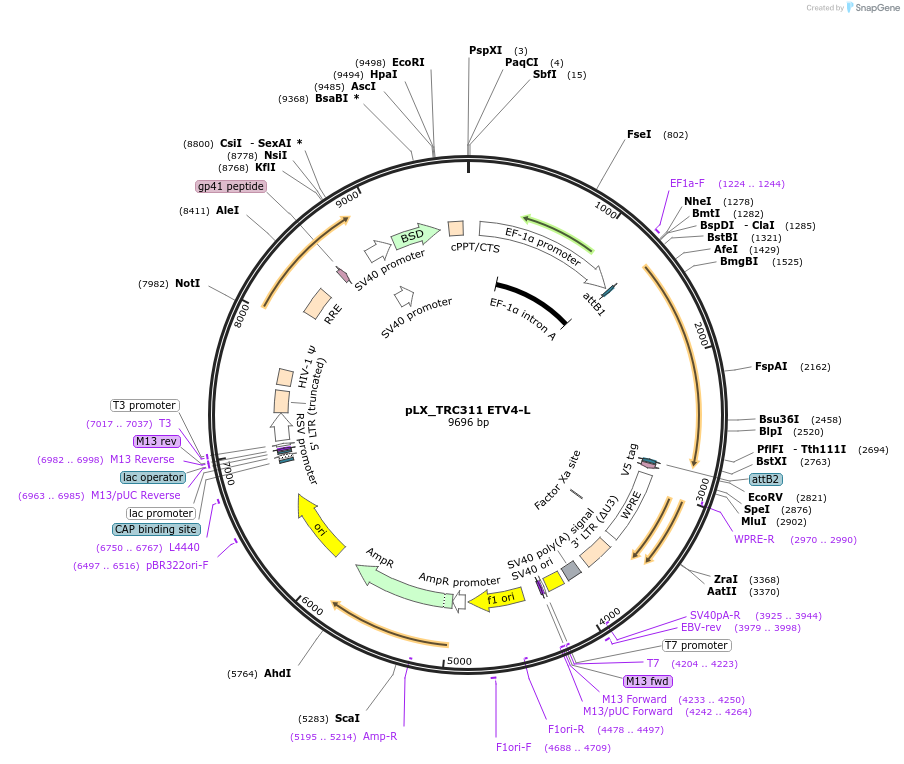 74982-plasmid-map-sequence-id-142586