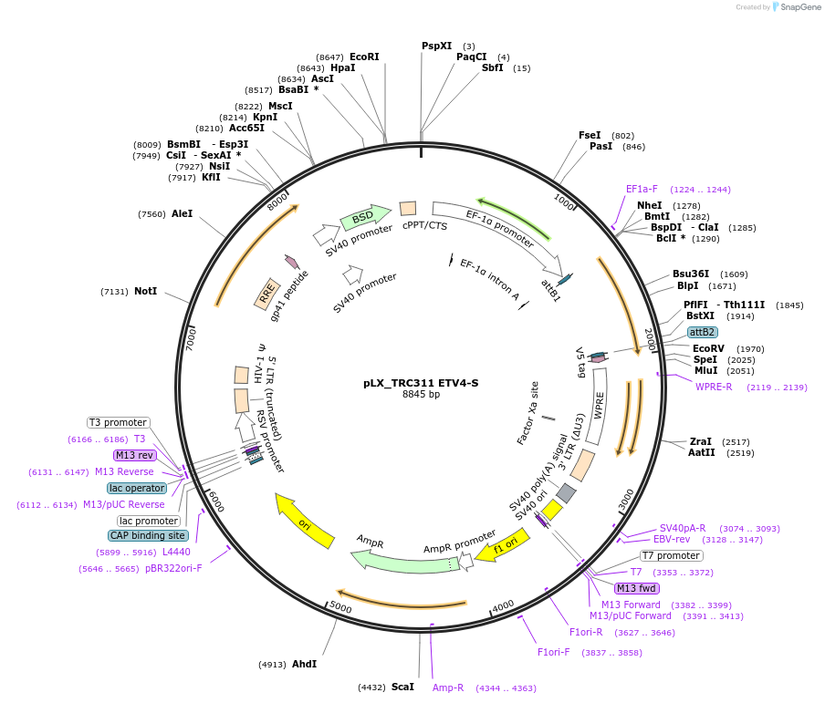 74983-plasmid-map-sequence-id-142587