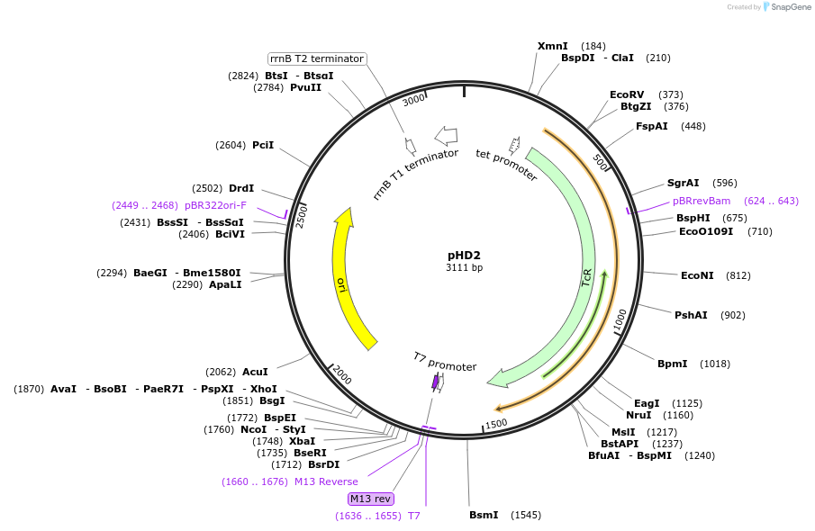 30975-plasmid-map-sequence-id-14259