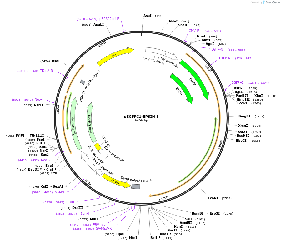 22228-plasmid-map-sequence-id-142595