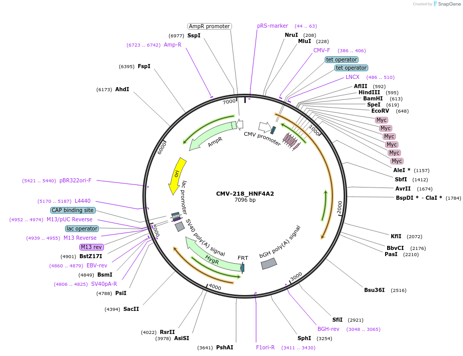 31090-plasmid-map-sequence-id-14263