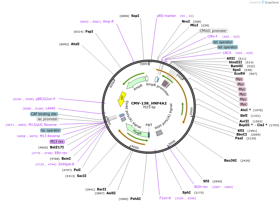 31091-plasmid-map-sequence-id-14264