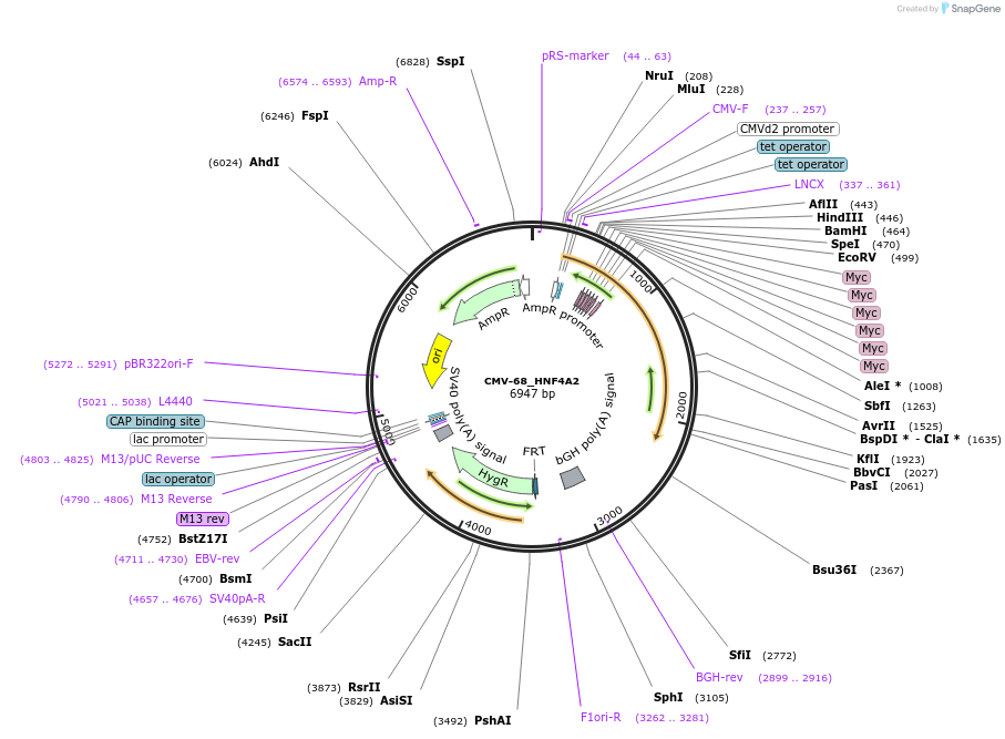 31092-plasmid-map-sequence-id-14265