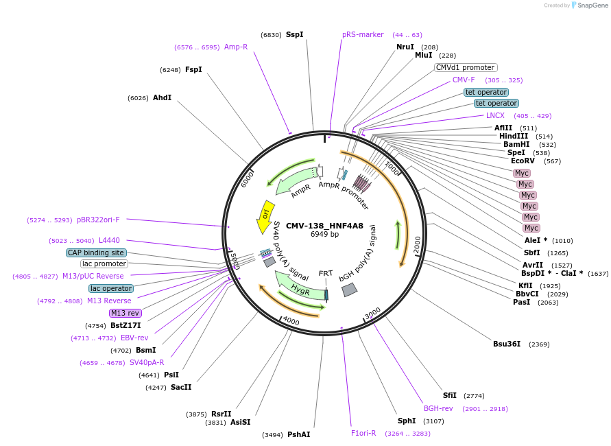 31093-plasmid-map-sequence-id-14266