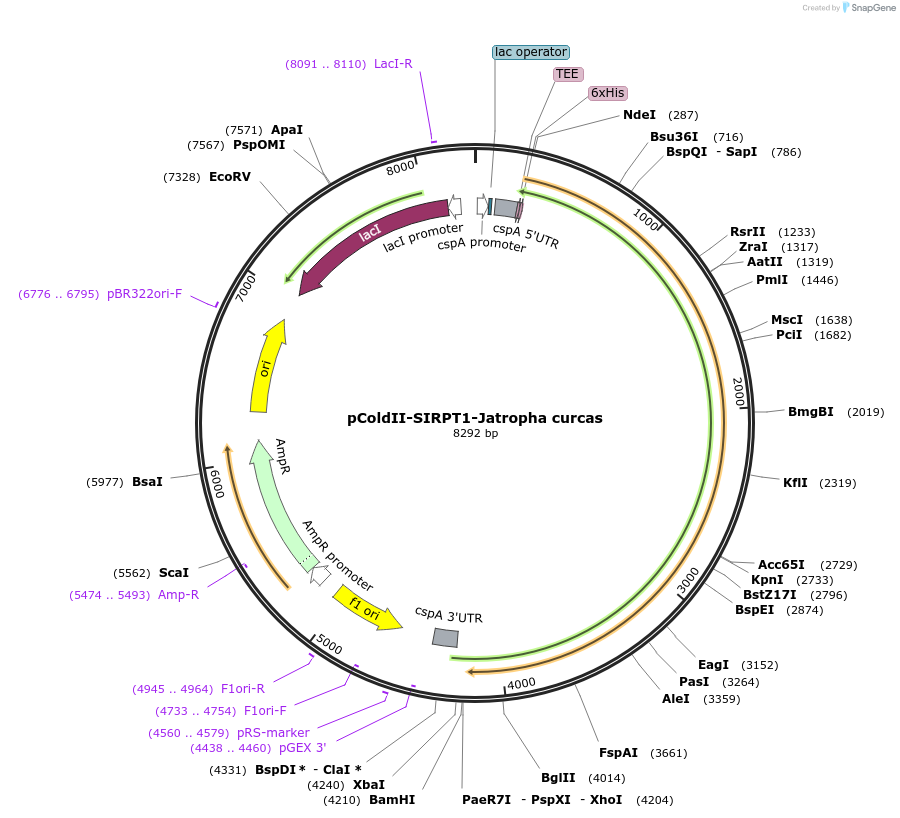 75359-plasmid-map-sequence-id-142713