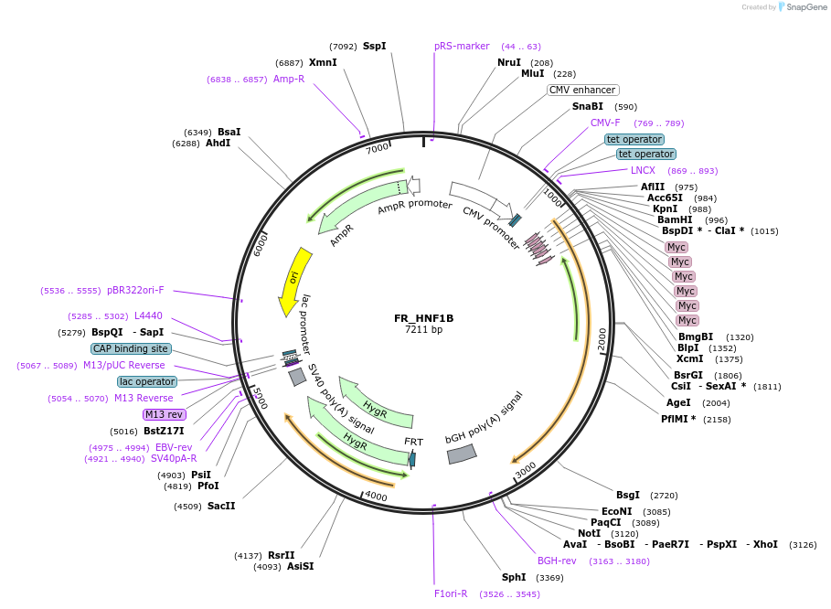 31101-plasmid-map-sequence-id-14273