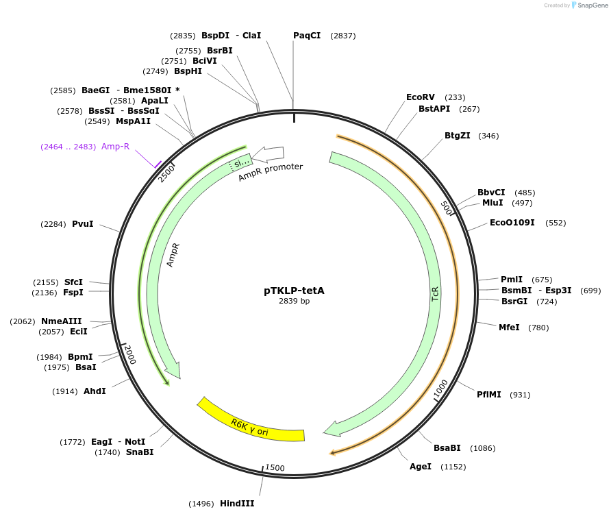 71325-plasmid-map-sequence-id-142730