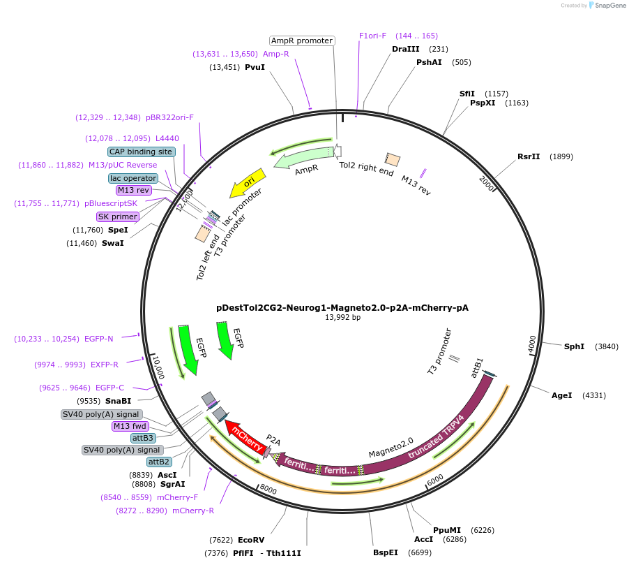 74302-plasmid-map-sequence-id-142785