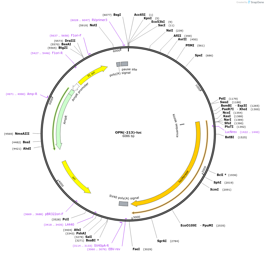 31107-plasmid-map-sequence-id-14279