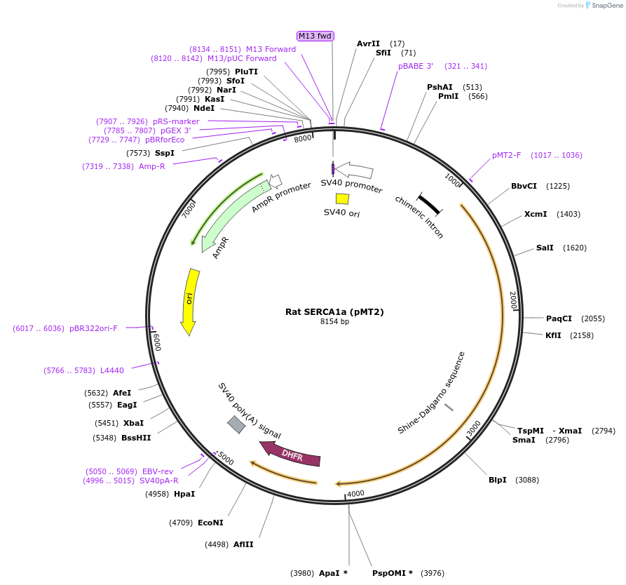 75182-plasmid-map-sequence-id-142817