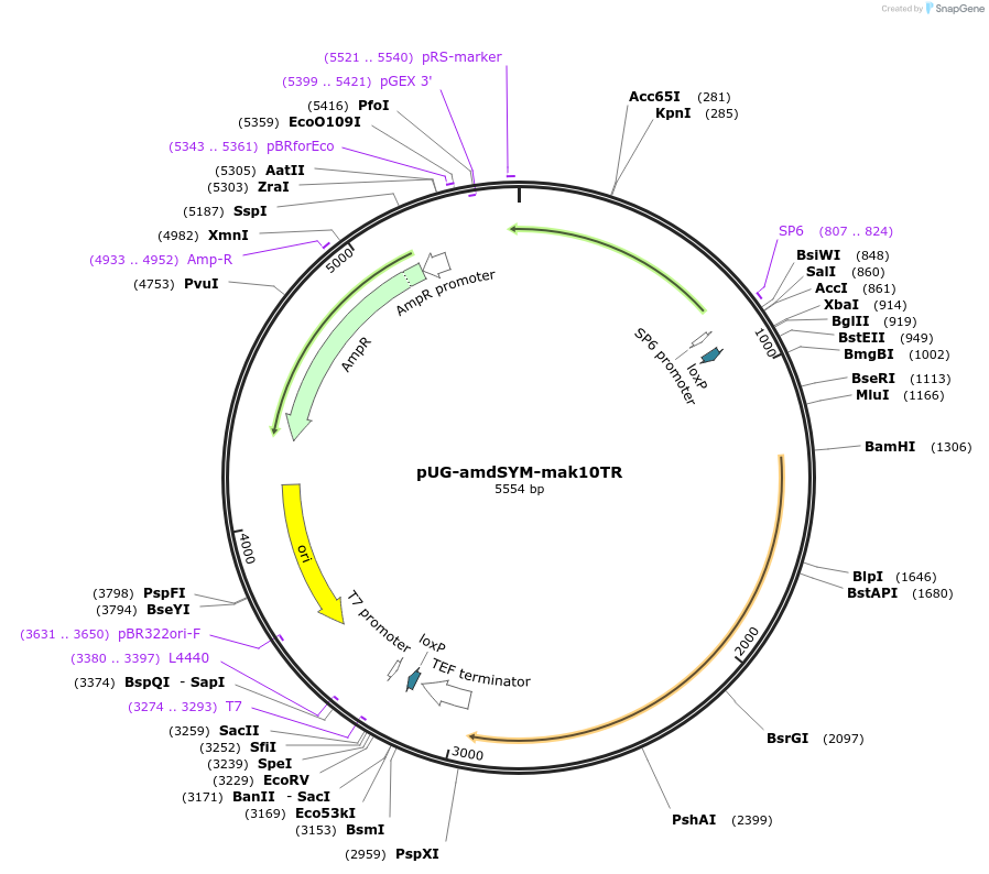75433-plasmid-map-sequence-id-142819