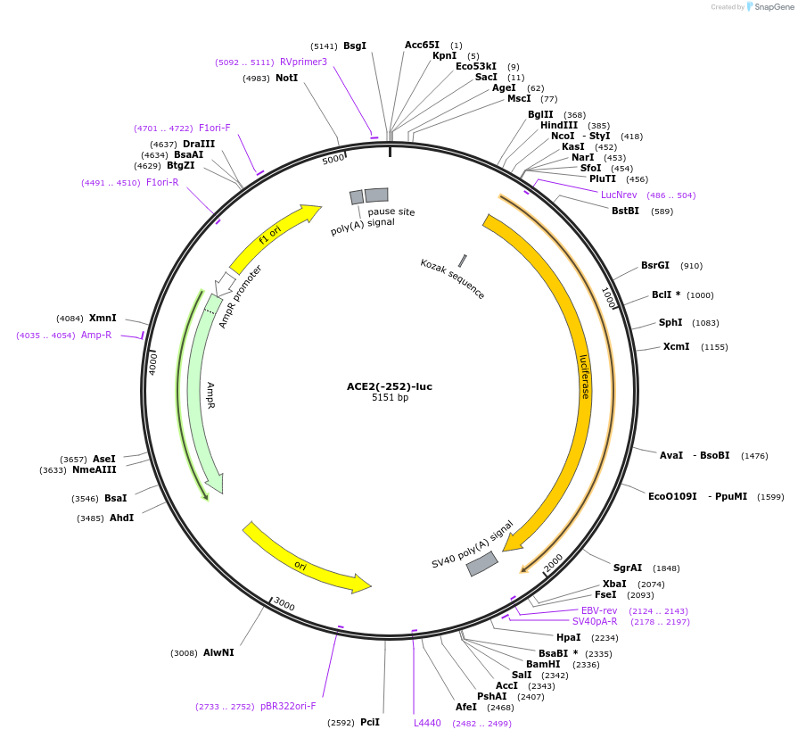 31111-plasmid-map-sequence-id-14282