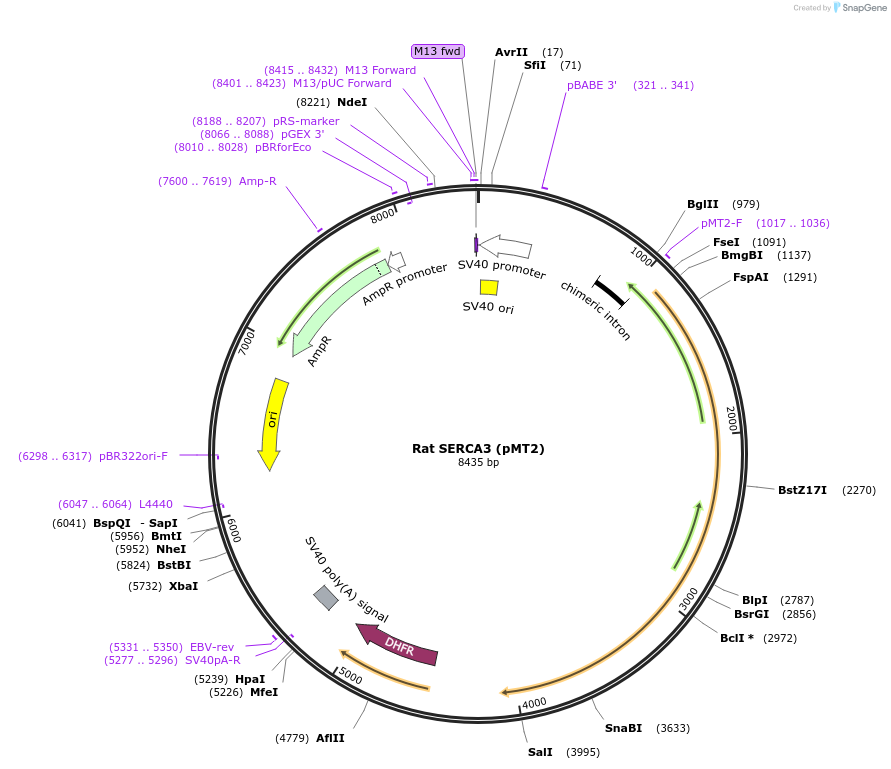 75185-plasmid-map-sequence-id-142821