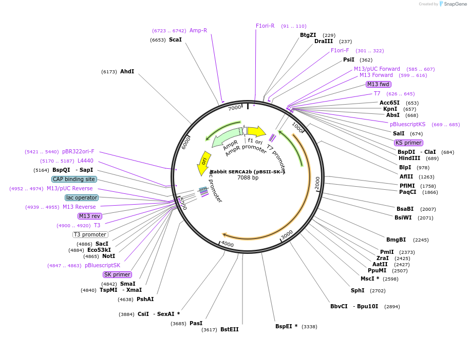 75186-plasmid-map-sequence-id-142822