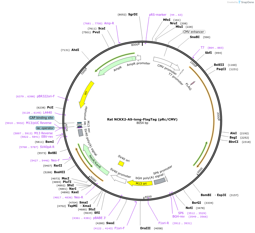 75195-plasmid-map-sequence-id-142837
