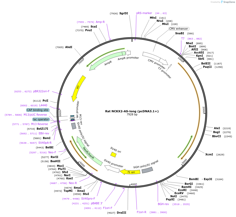 75196-plasmid-map-sequence-id-142838