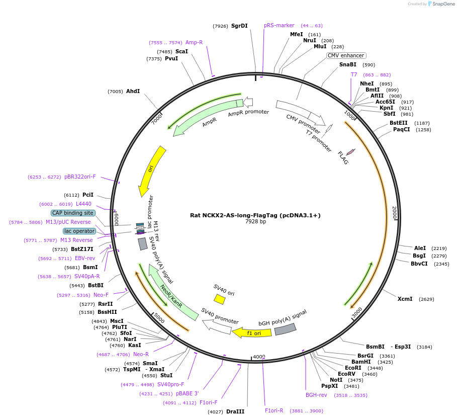 75197-plasmid-map-sequence-id-142839