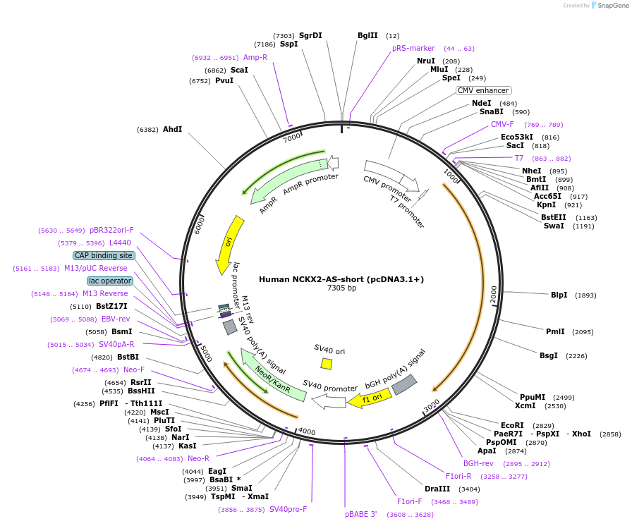 75200-plasmid-map-sequence-id-142842