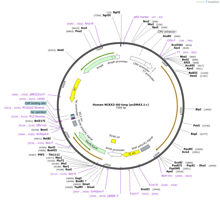 75201-plasmid-map-sequence-id-142843