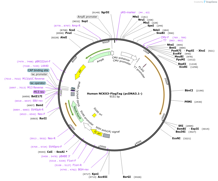 75206-plasmid-map-sequence-id-142852