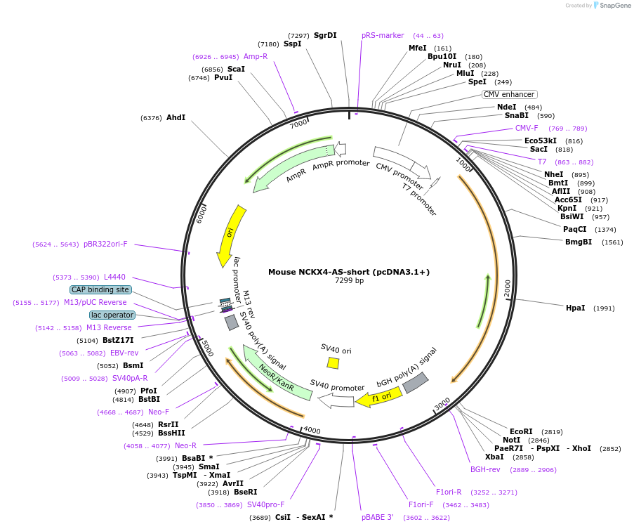 75207-plasmid-map-sequence-id-142853