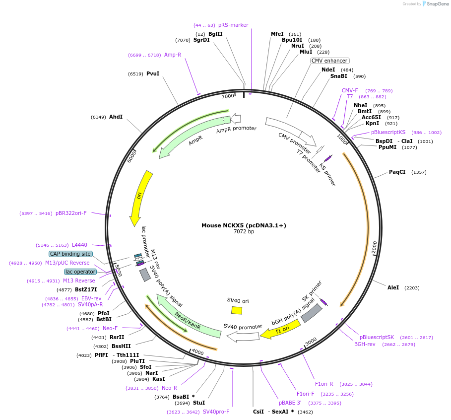 75213-plasmid-map-sequence-id-142861