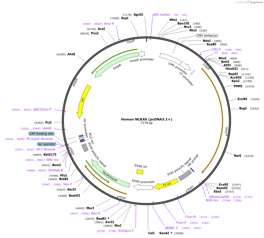 75216-plasmid-map-sequence-id-142865