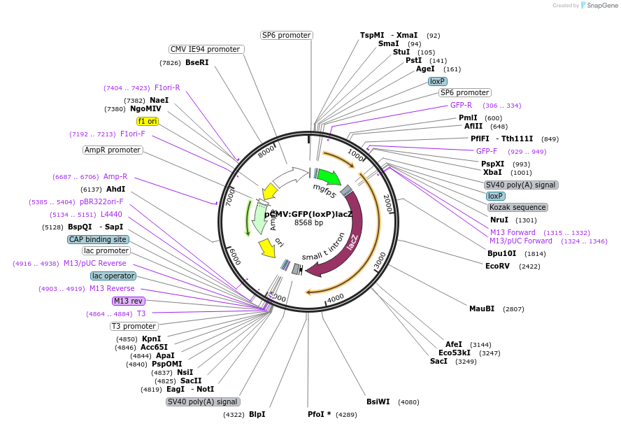 31125-plasmid-map-sequence-id-14287