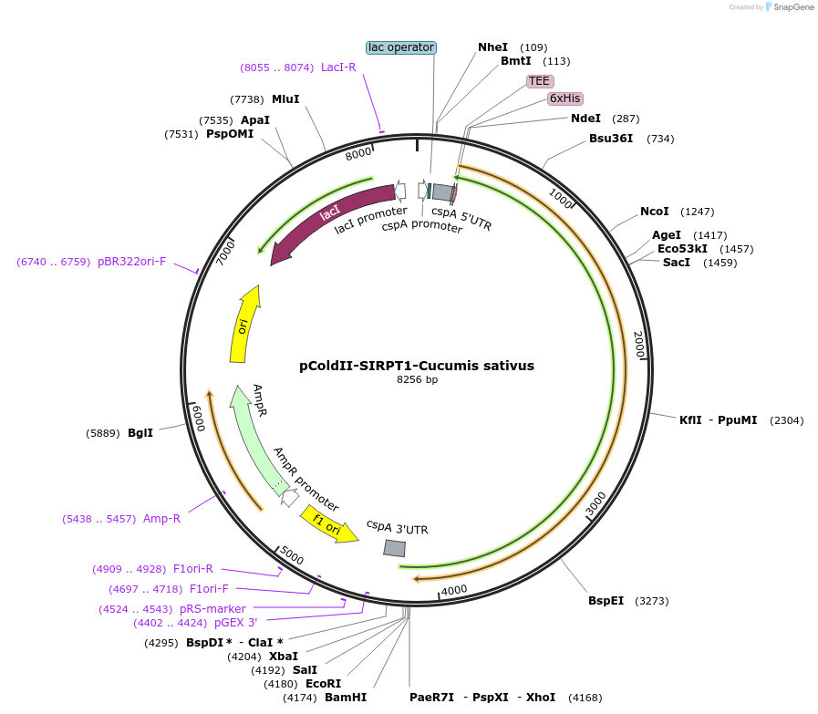75357-plasmid-map-sequence-id-142885