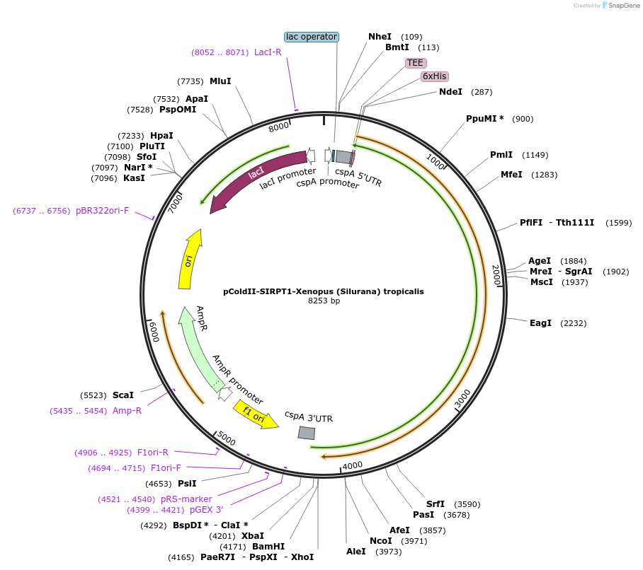 75355-plasmid-map-sequence-id-142888