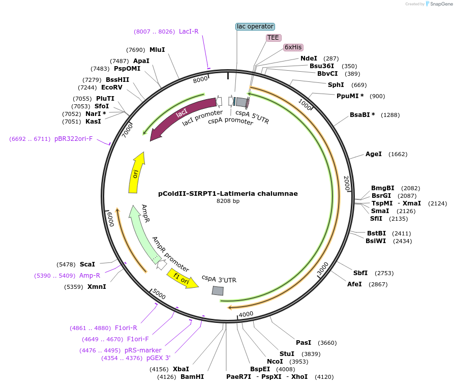 75356-plasmid-map-sequence-id-142889