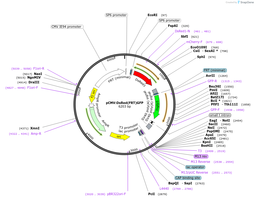 31128-plasmid-map-sequence-id-14289