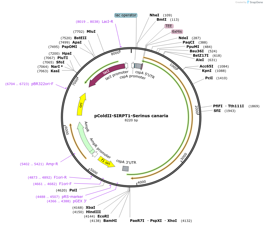 75353-plasmid-map-sequence-id-142896