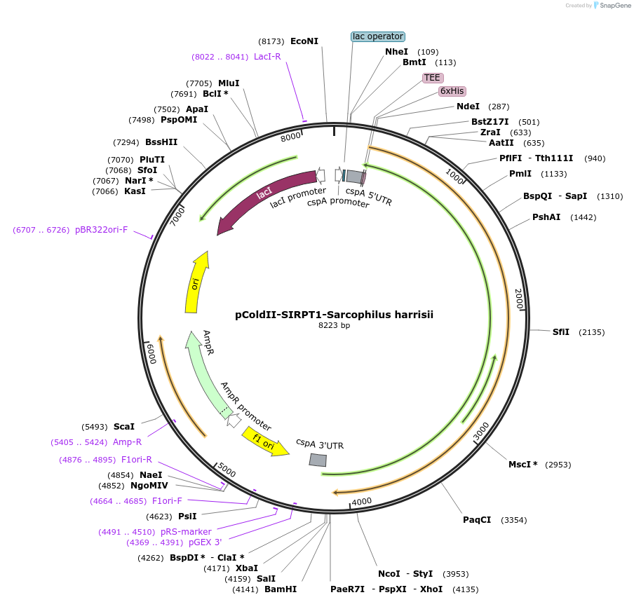 75352-plasmid-map-sequence-id-142897