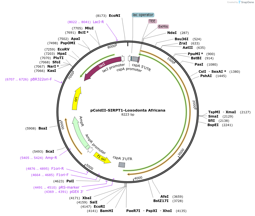 75351-plasmid-map-sequence-id-142900