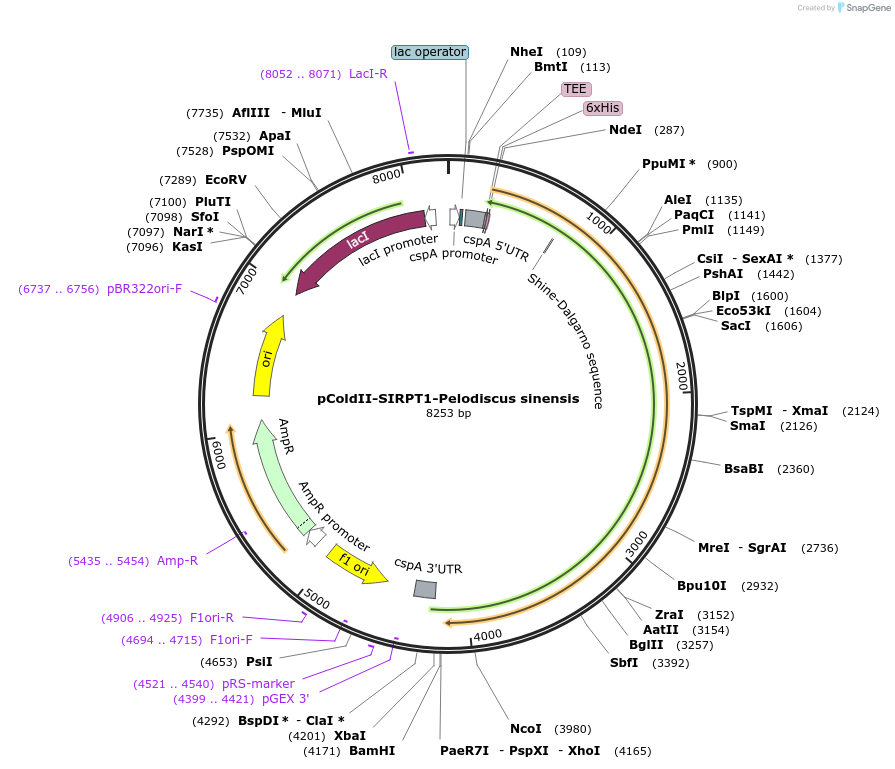 75354-plasmid-map-sequence-id-142903