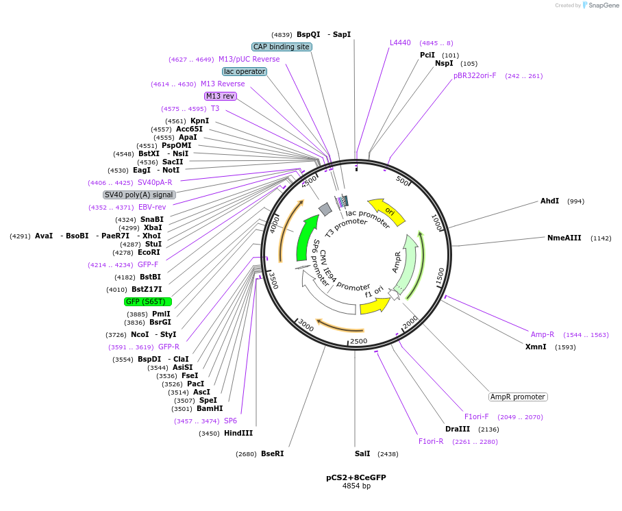 34952-plasmid-map-sequence-id-142911
