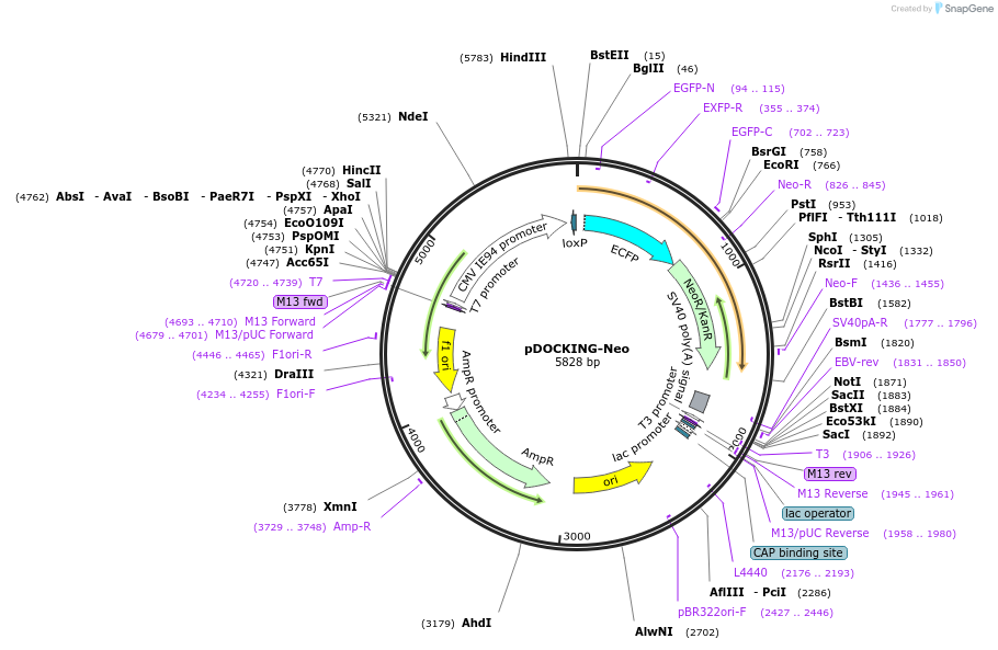 31441-plasmid-map-sequence-id-14295