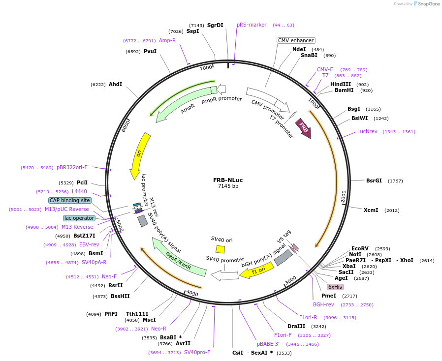 31181-plasmid-map-sequence-id-14304