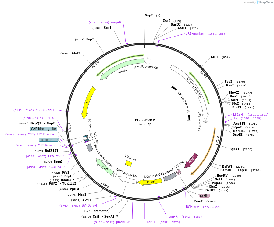 31184-plasmid-map-sequence-id-14307