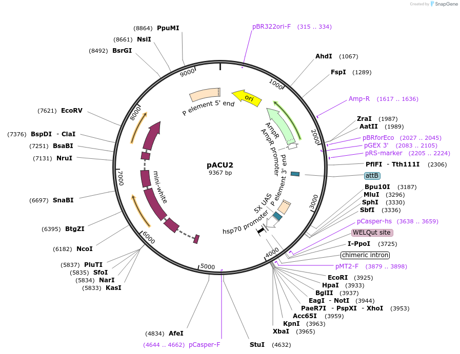 31223-plasmid-map-sequence-id-14310