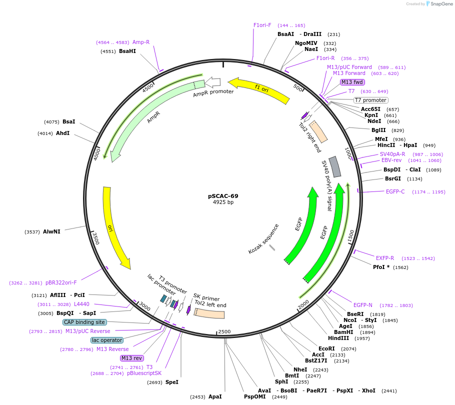 31241-plasmid-map-sequence-id-14313