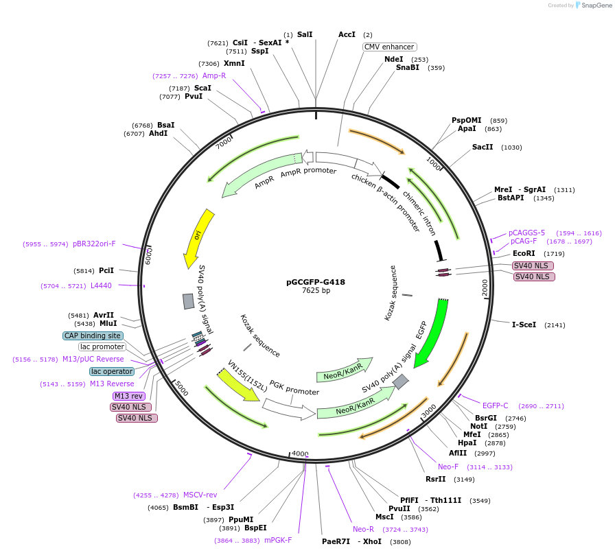31264-plasmid-map-sequence-id-14327