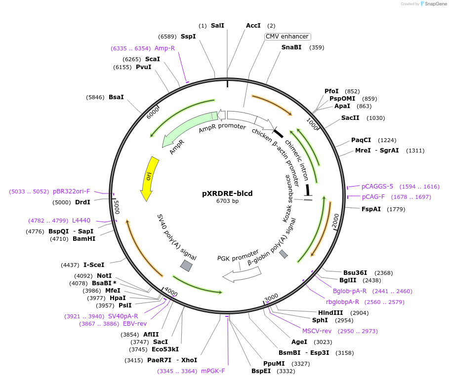 31267-plasmid-map-sequence-id-14330