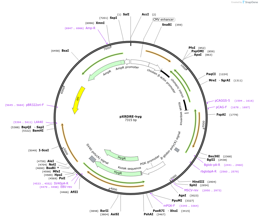 31269-plasmid-map-sequence-id-14332